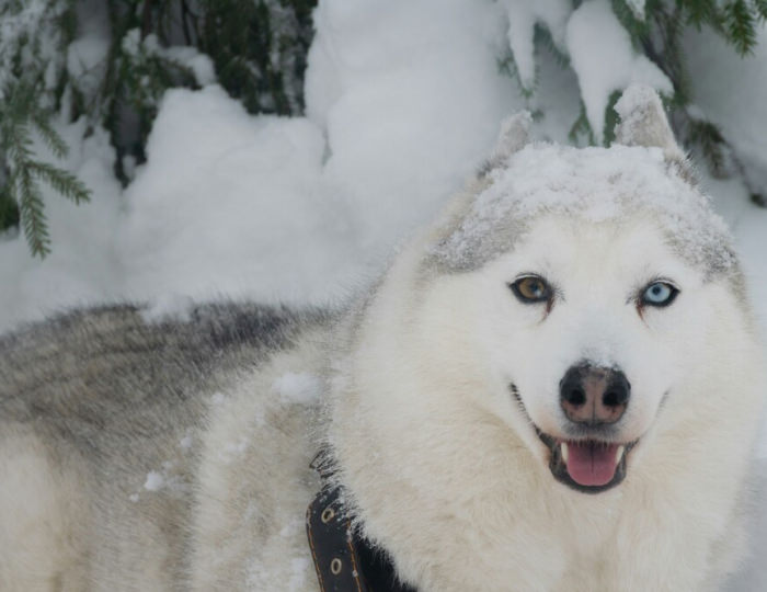 Покататься на лыжах и погладить сибирских лаек в Удмуртии - Вызов Деда Мороза и Снегурочки 2025-2026